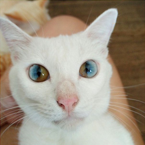 cat-eyes-different-colors-heterochromia-11 cat-eyes-different-colors-heterochromia-11