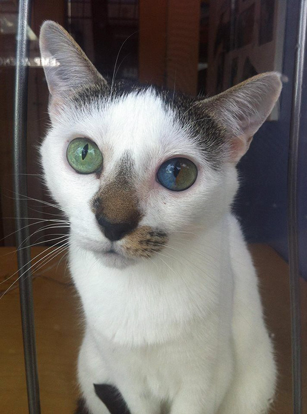 cat-eyes-different-colors-heterochromia-2 cat-eyes-different-colors-heterochromia-2