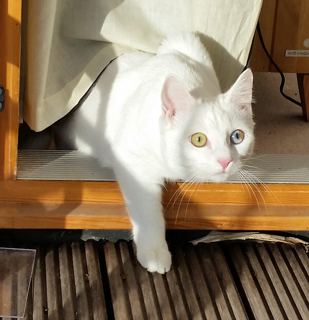 cat-eyes-different-colors-heterochromia-3 cat-eyes-different-colors-heterochromia-3