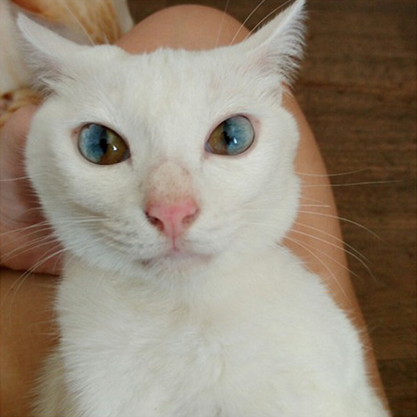 cat-eyes-different-colors-heterochromia-8 cat-eyes-different-colors-heterochromia-8
