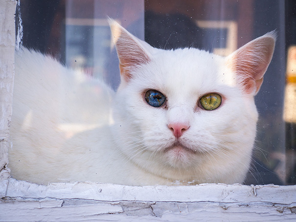 cat-eyes-different-colors-heterochromia-9 cat-eyes-different-colors-heterochromia-9