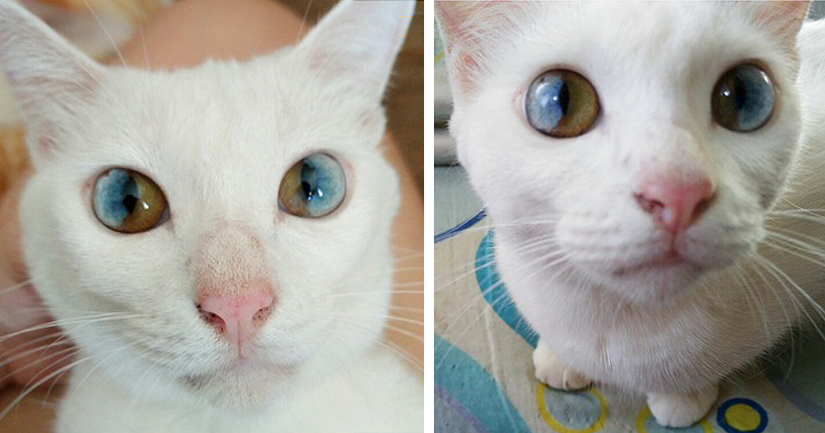 This Cat’s Eyes Have A Whole Universe Inside
