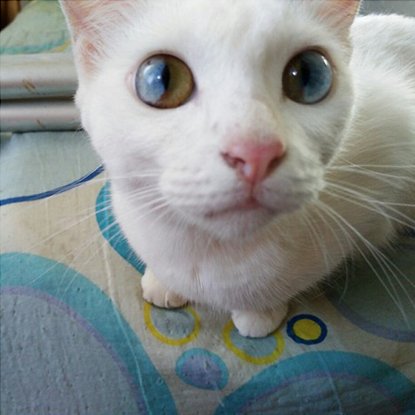 cat-eyes-different-colors-heterochromia9 cat-eyes-different-colors-heterochromia9
