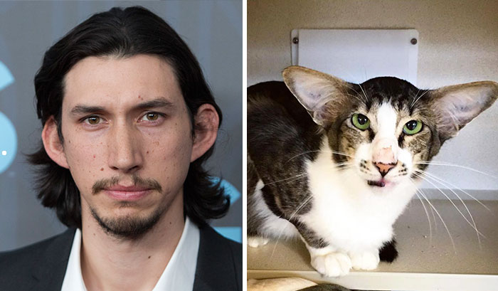 Shelter Cat That Looks Like Adam Driver From Star Wars Finally Adopted