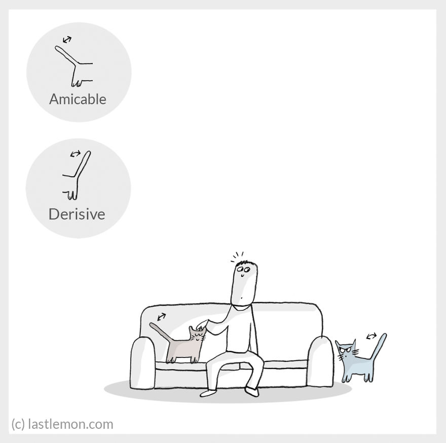 Cat Moods Explained Cat Moods Explained