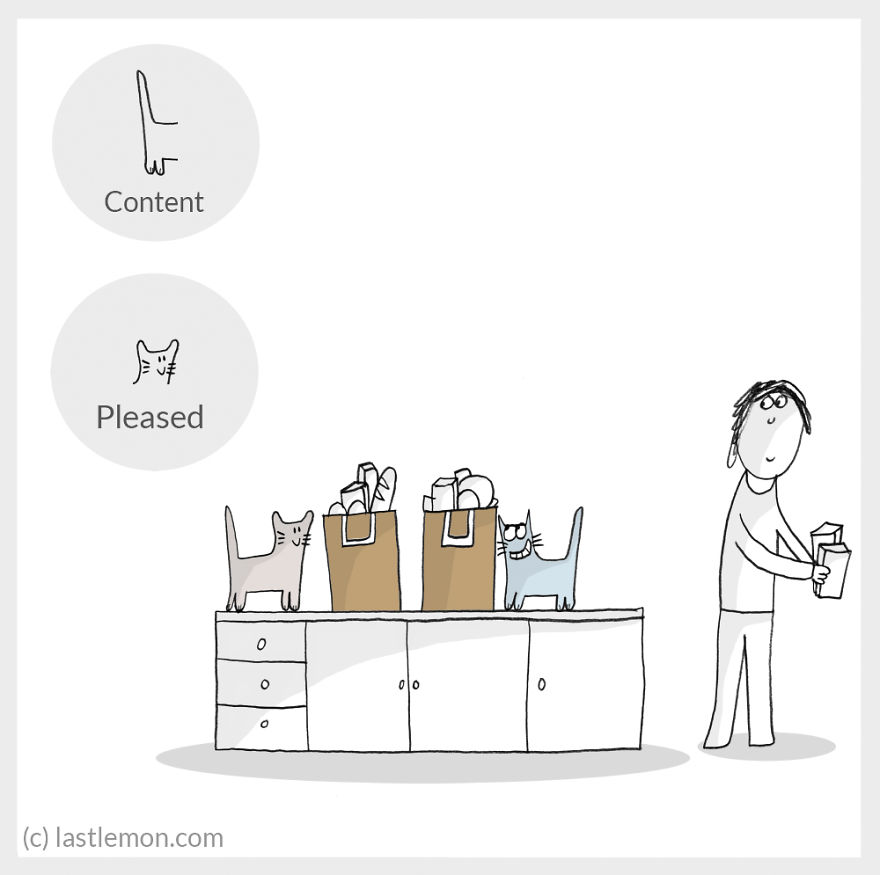 Cat Moods Explained Cat Moods Explained