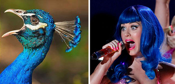 Side-by-side image of a vibrant blue peacock and a singer with blue hair illustrating celebrity doppelganger animals.