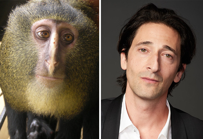 Side-by-side close-up of a monkey and a man showing celebrity doppelganger animals resemblance.