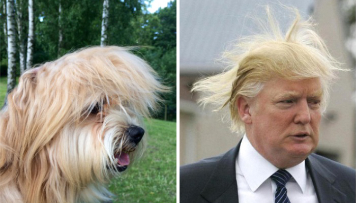 Side-by-side comparison of a dog and a man with similar blonde hair, illustrating celebrity doppelganger animals concept.
