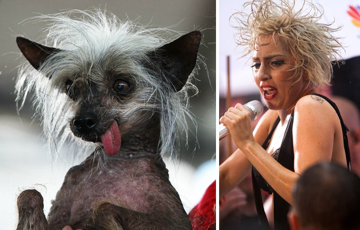 A hairless dog with wild white hair and tongue out, resembling a celebrity, showcasing celebrity doppelganger animals.