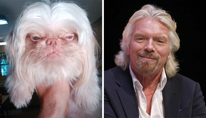 A white fluffy dog held up beside a photo of a man with similar long white hair and beard showing celebrity doppelganger animals.