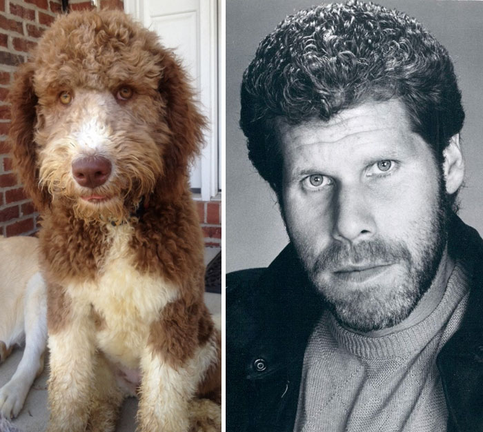 Curly brown and white dog next to black and white portrait of a man showing celebrity doppelganger animals comparison.