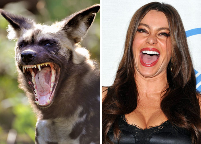 Side-by-side image of a yawning African wild dog and a laughing woman showcasing celebrity doppelganger animals.