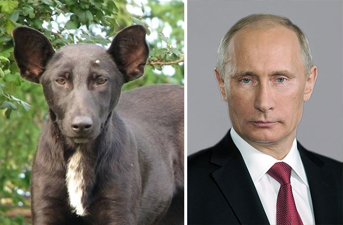 Dog with dark fur and white chest markings beside a portrait of a man, showcasing celebrity doppelganger animals comparison.