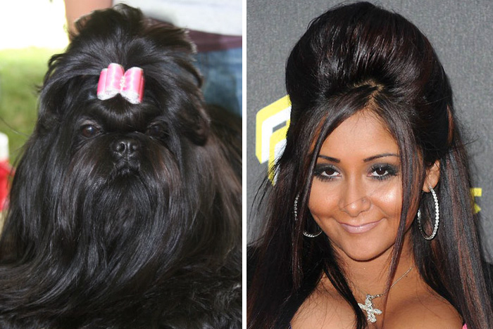 Side-by-side comparison of a long-haired black dog with pink bow and a celebrity with similar dark voluminous hair, celebrity doppelganger animals.