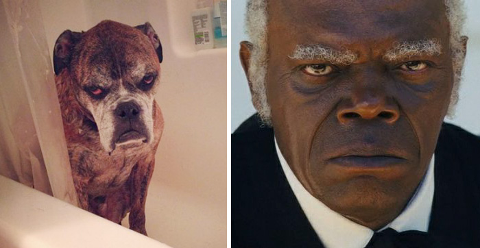 Dog with a stern expression in a bathtub paired with a serious celebrity face showing doppelganger animals resemblance.