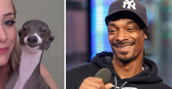 A side-by-side comparison of a smiling dog and a man wearing a black hoodie and baseball cap, showing celebrity doppelganger animals.