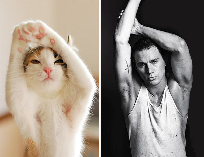 Cat stretching front paws upward next to a black and white photo of a muscular man posing with arms raised celebrity doppelganger animals