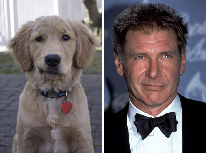 Golden retriever puppy with a red heart tag beside a man in a tuxedo showing celebrity doppelganger animals comparison.
