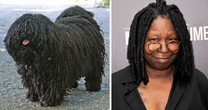 Black corded dog standing on a path next to a smiling person with black dreadlocks and round glasses, celebrity doppelganger animals.