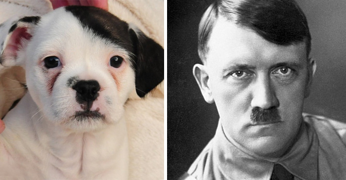 Puppy with black markings resembling a mustache next to a black and white portrait of a man, illustrating celebrity doppelganger animals.