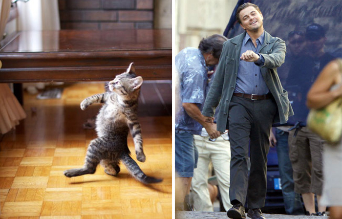 Cat striking a dancing pose on wooden floor beside a man mimicking a similar joyful walk, celebrity doppelganger animals concept.