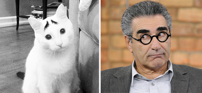 White cat with black eyebrow markings resembling a celebrity's facial expression, highlighting celebrity doppelganger animals.