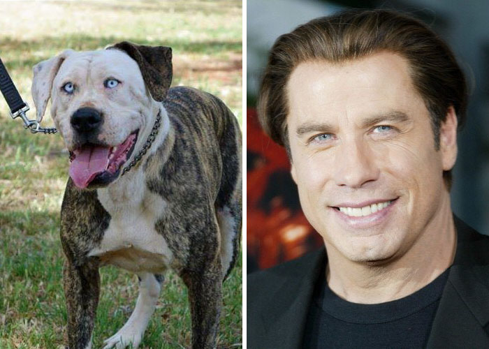 Side-by-side comparison of a celebrity doppelganger animal and a man smiling, highlighting celebrity doppelganger animals concept.