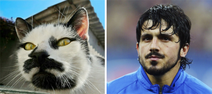 Close-up of a cat with facial markings resembling a mustache next to a man with dark hair and facial hair, celebrity doppelganger animals.