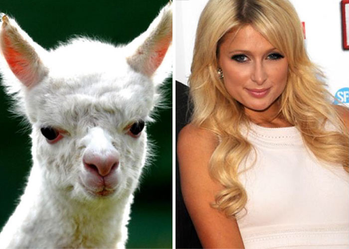 White llama alongside blonde woman showing celebrity doppelganger animals comparison with similar facial expressions.
