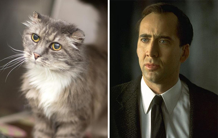 Gray and white fluffy cat with folded ears next to a man in a suit, illustrating celebrity doppelganger animals concept.