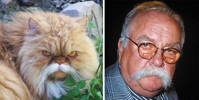 Fluffy orange cat with serious expression resembling older man with glasses and large mustache in celebrity doppelganger animals.