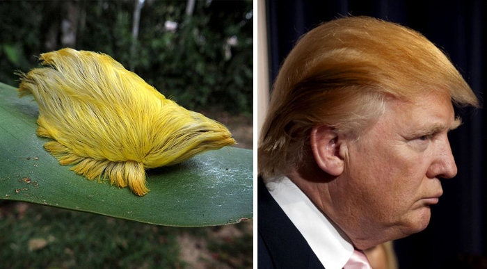 Yellow fuzzy caterpillar on a green leaf resembling the hairstyle of a celebrity in celebrity doppelganger animals.