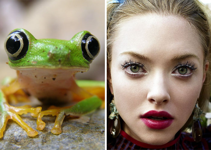 Close-up of a green frog and a woman side by side showing celebrity doppelganger animals resemblance.