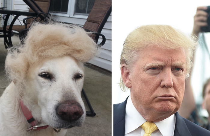 Dog wearing a blond wig resembling a celebrity, showcasing a funny example of celebrity doppelganger animals.