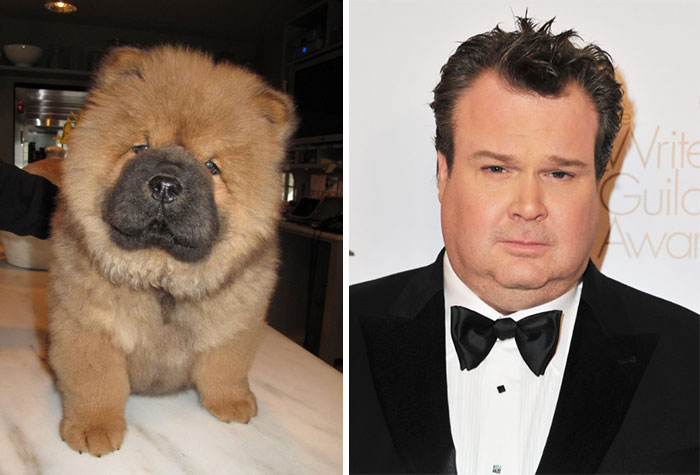 Fluffy Chow Chow puppy next to a man in a tuxedo, showing celebrity doppelganger animals comparison.