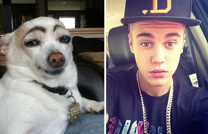 Dog with drawn-on eyebrows posing next to a selfie of a famous young male celebrity, showing celebrity doppelganger animals.