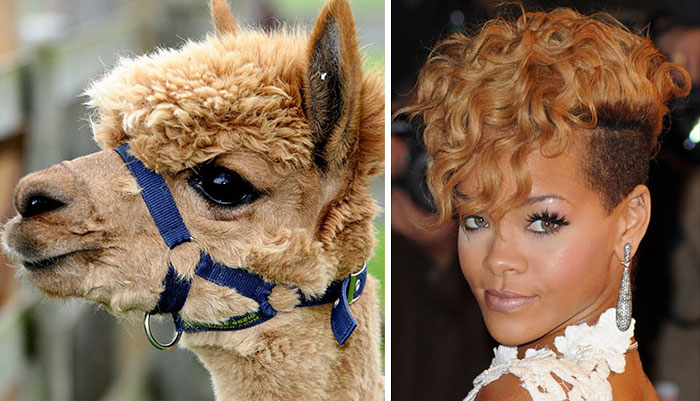 Side-by-side comparison of a curly-haired alpaca and a celebrity with similar curly hairstyle, showcasing doppelganger animals.