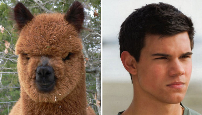 Side-by-side comparison of a brown alpaca and a young man, showcasing celebrity doppelganger animals resemblance.