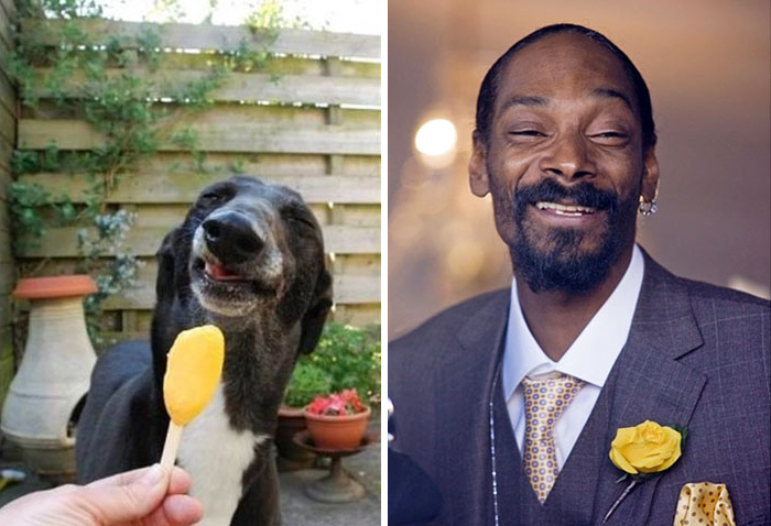 Smiling dog resembling a celebrity enjoying a treat outside paired with a well-dressed man with a yellow rose, celebrity doppelganger animals.