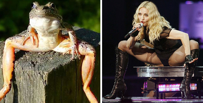 Frog and female singer in similar crouching poses, showcasing unique celebrity doppelganger animals comparison.