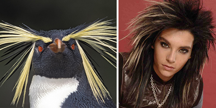 Penguin with yellow feather crests resembling a celebrity doppelganger animal with striking hair and intense gaze.