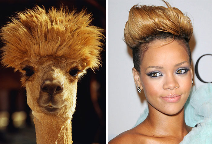 An alpaca with a fluffy hairstyle side by side with a celebrity with a similar hairdo, showcasing celebrity doppelganger animals.