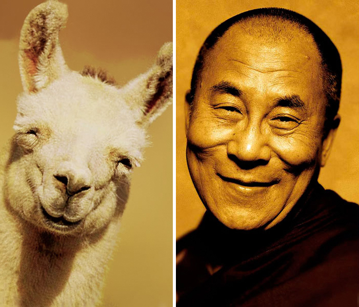 Smiling celebrity doppelganger animals comparison featuring a llama and a man with similar facial expressions and features.