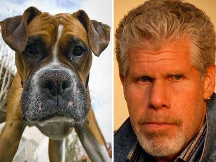 Close-up of a boxer dog next to a man with similar facial features showing celebrity doppelganger animals comparison.