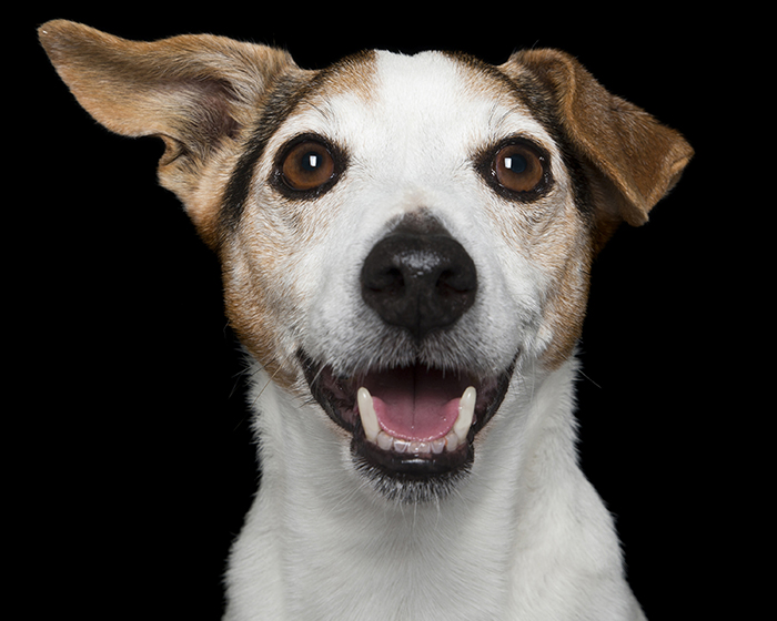 Crazy Dog Lady Photographs Smiling Dogs To Make People Smile Too Crazy Dog Lady Photographs Smiling Dogs To Make People Smile Too