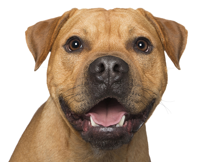 Crazy Dog Lady Photographs Smiling Dogs To Make People Smile Too Crazy Dog Lady Photographs Smiling Dogs To Make People Smile Too
