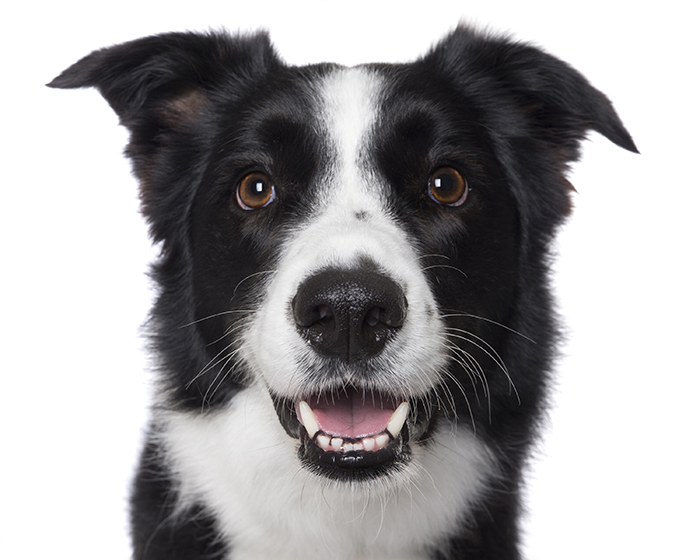 Crazy Dog Lady Photographs Smiling Dogs To Make People Smile Too Crazy Dog Lady Photographs Smiling Dogs To Make People Smile Too