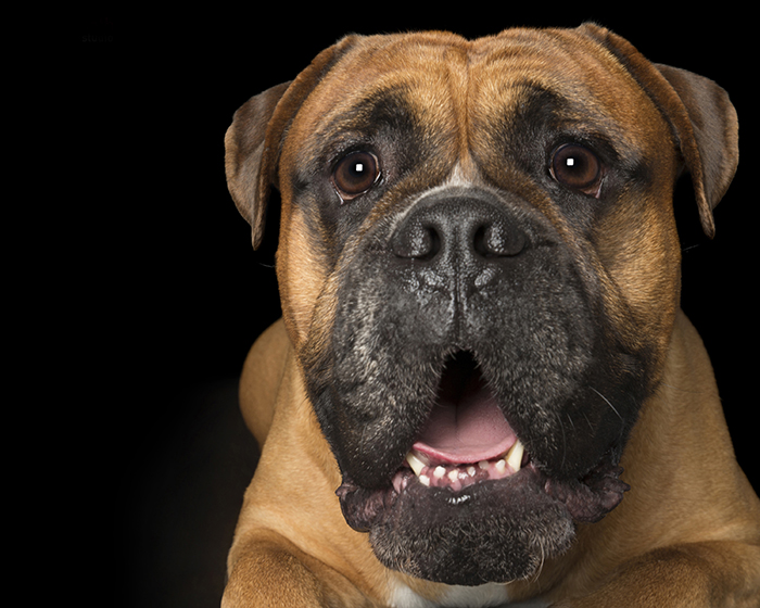 Crazy Dog Lady Photographs Smiling Dogs To Make People Smile Too Crazy Dog Lady Photographs Smiling Dogs To Make People Smile Too