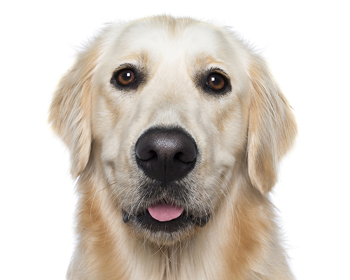 Crazy Dog Lady Photographs Smiling Dogs To Make People Smile Too Crazy Dog Lady Photographs Smiling Dogs To Make People Smile Too